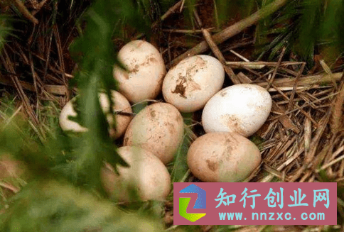 农村大哥靠鸡蛋净赚百万，这钱赚得真轻松，看他是怎么做到的。-低成本创业项目大全｜短视频带货+AI副业变现｜知行创业网