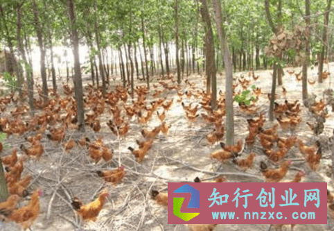 鸡蛋生意利润怎么样?