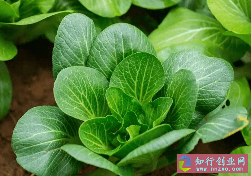 图片[3]-欠钱跑路的大叔，回农村从0挣到2000万赚钱方法，简单易学。-低成本创业项目大全｜短视频带货+AI副业变现｜知行创业网