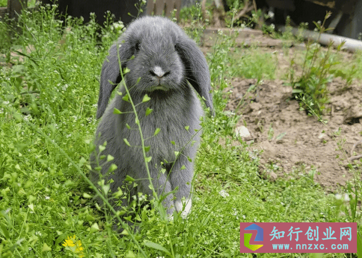 兔子免费送，结果赚得比直接卖兔子还多，思路创造奇迹，你也能。-低成本创业项目大全｜短视频带货+AI副业变现｜知行创业网